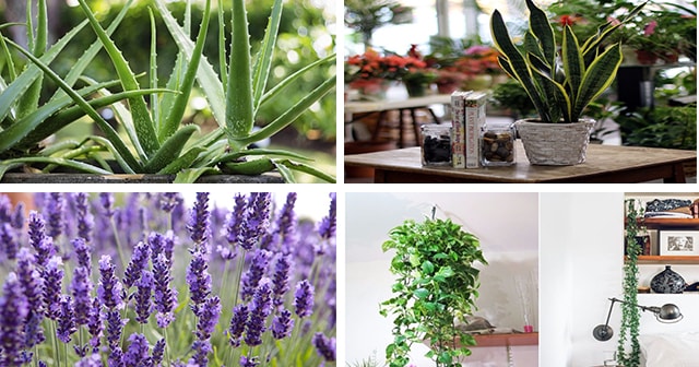 4 Plants That You Can Place In Your Room To Help You Fight Sleep Apnea and Insomnia